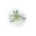 image00022.jpg