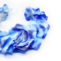 image00008.jpg