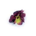 image00035.jpg