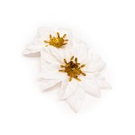 Spinka Poinsettia - WHITE